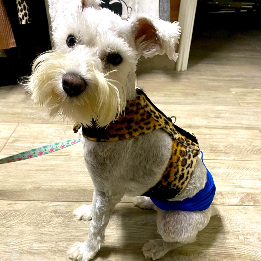 Leopard Print Small Dog Harness